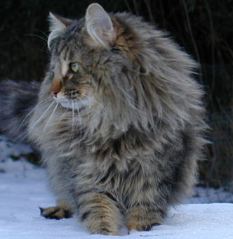 Chatterie De L Eperon Elevage De Chat Norvegien En Drome Proche De Montelimar France Rhone Alpes Norwegian Forest Cats Breeding In France